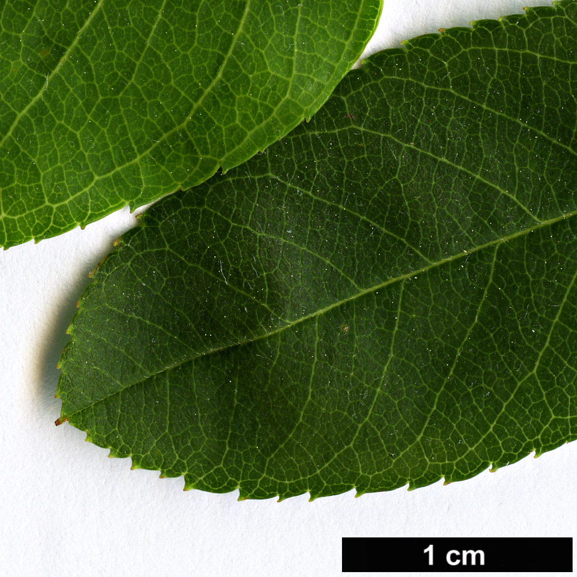 High resolution image: Family: Rosaceae - Genus: Amelanchier - Taxon: canadensis - SpeciesSub: ’Glenn Form’